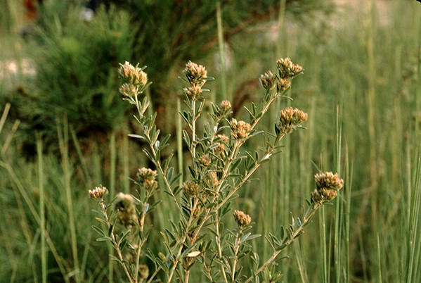 {Lespedeza capitata}